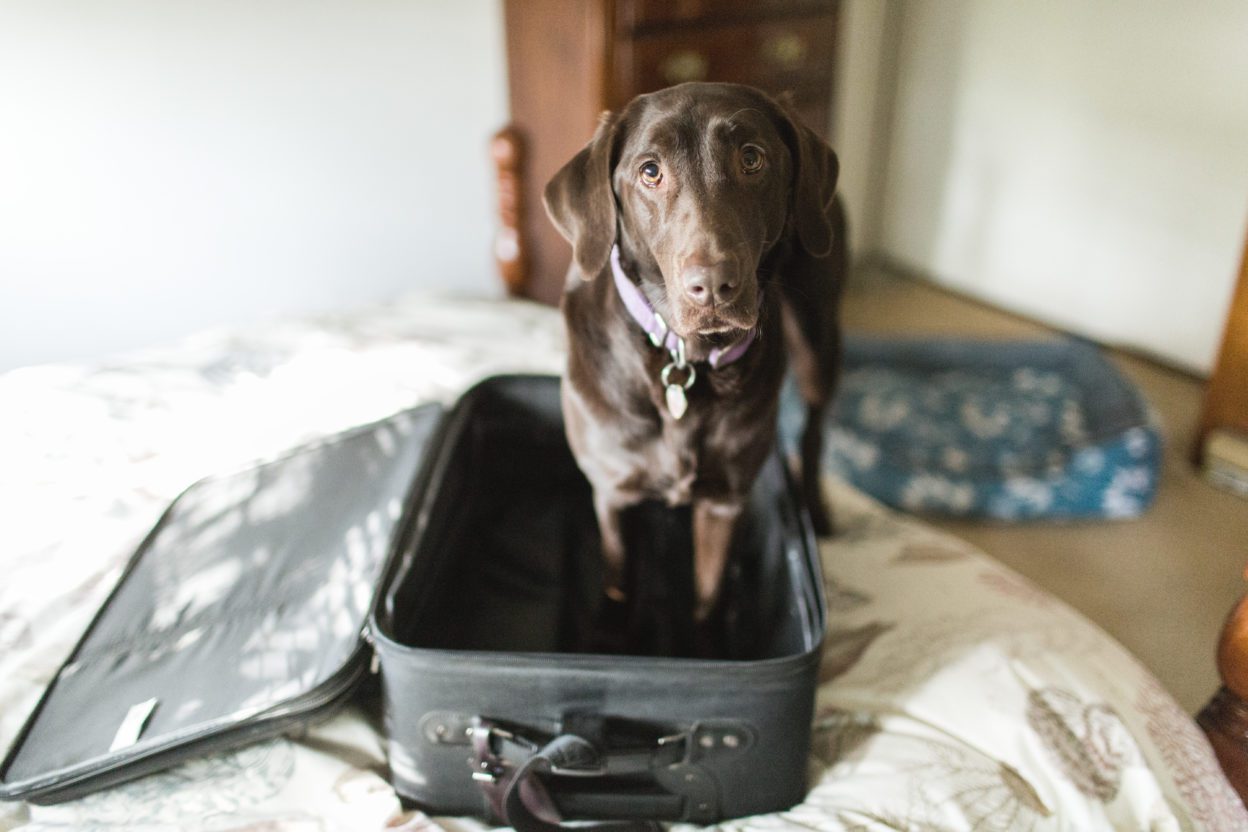 traveling with dogs